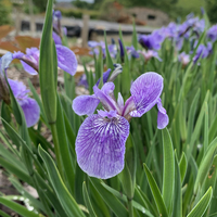 Iris cristata lacustris